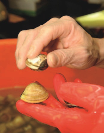 食材挑選、西班牙廚師、香料